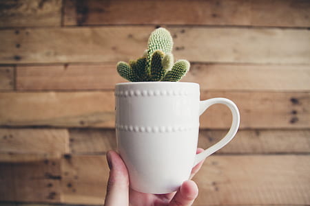 person holding white ceramic pot with green cactus plant thumbnail