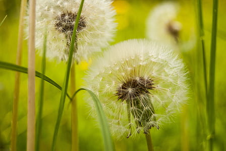 tilt lens of white flowers thumbnail