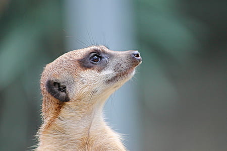 close-up photography of brown rodent thumbnail