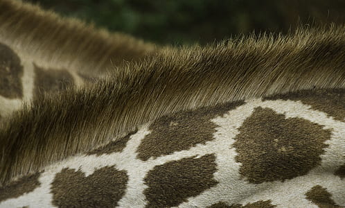 giraffe, pattern, fur, wildlife, mane, hair thumbnail
