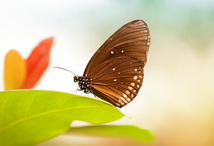 black and white butterfly perching on green leaf in close-up photography thumbnail