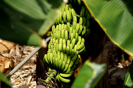 Banana, Fruit thumbnail