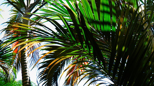 shallow focus photography of green palm trees thumbnail