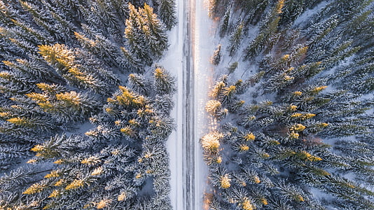 aerial view of snow covered ground with tall trees thumbnail