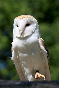 white and beige owl thumbnail