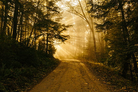 brown road in between trees thumbnail