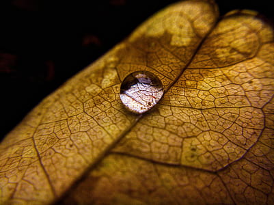 close-up photography of leaf with dew thumbnail