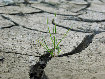 green grass on dried soil thumbnail