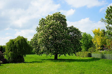 tree surrounded by grasses thumbnail