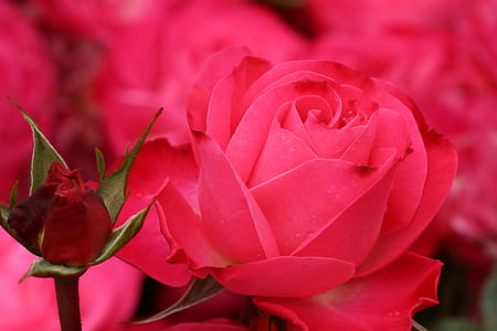 selective focus photography of red rose thumbnail