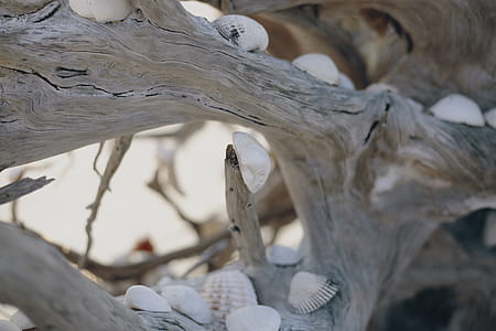 Photo of Seashells on Driftwood thumbnail