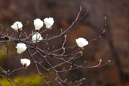 white petaled flowers thumbnail