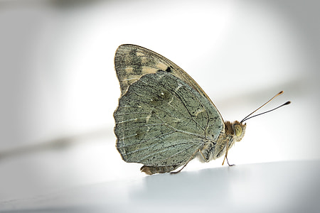 Butterfly, Insect thumbnail