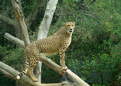 cheetah on tree branch thumbnail