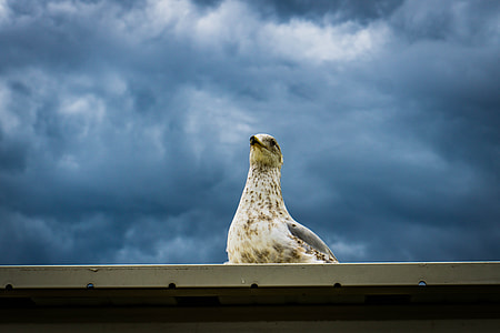 white bird on roof during daytime thumbnail