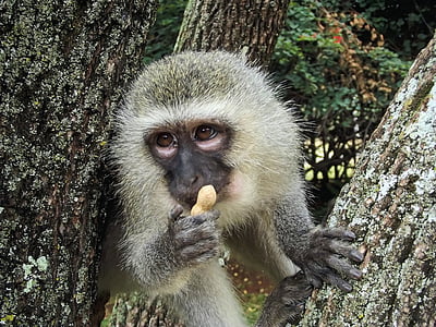 primate eating peanut thumbnail