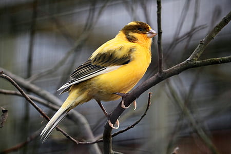 yellow bird on tree branch thumbnail