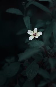 white 5-petaled flower selective focus photography thumbnail