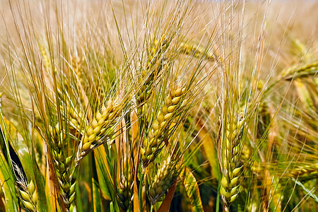 wheat in bloom thumbnail