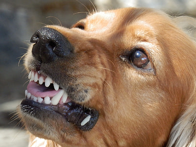 close up photo of brown short coated dog's face thumbnail