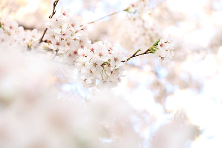 close-up photography of white clustered flowers thumbnail