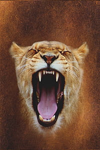 close up photo of lion painting thumbnail