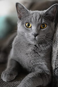 gray Persian cat on gray cloth thumbnail