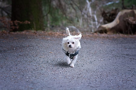long-coated white dog with black harness walking on gray pavement at daytime thumbnail