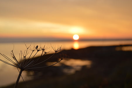 selective focus photography of dandelion near body of water during sunset thumbnail
