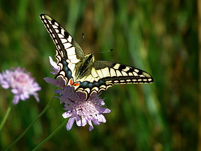 tiger butterfly on purple petaled flower close-up photography thumbnail