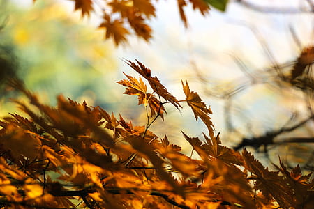 orange leaf trees thumbnail