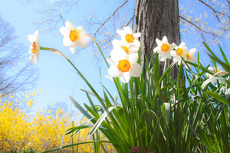 photography of white flowers thumbnail
