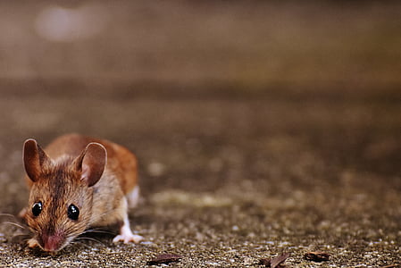 closeup photo of brown mouse thumbnail