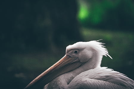 white pelican thumbnail