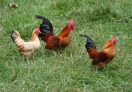two rooster and hen on green grasses thumbnail