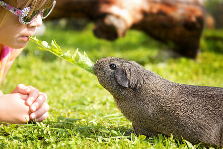 girl and rodent pulling green leaf vegetable using their mouth thumbnail