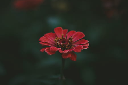 selective focus photography of red zinnia flower thumbnail