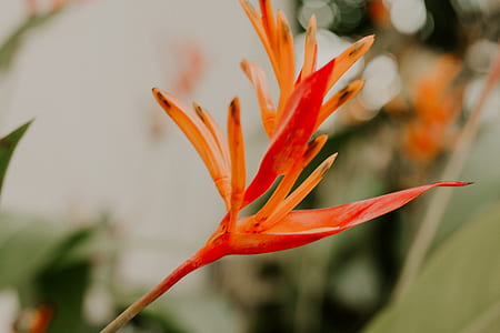 orange petaled flower thumbnail