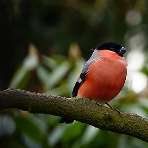orange and black bird perching on tree branch thumbnail