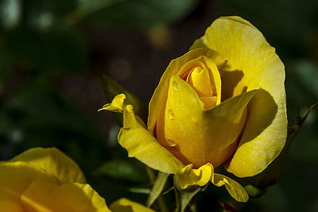 yellow flower thumbnail