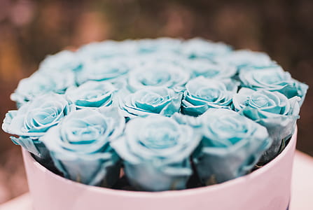 Blue Rose Bouquet Collections thumbnail