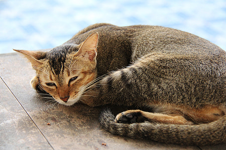 brown tabby cat lying on floor thumbnail