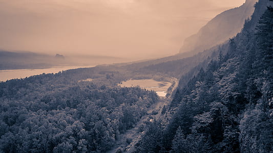 aerial-view of snow covered trees thumbnail