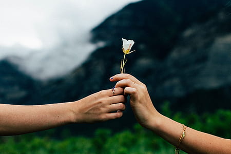 two women holding a white flower selective-focus photo thumbnail
