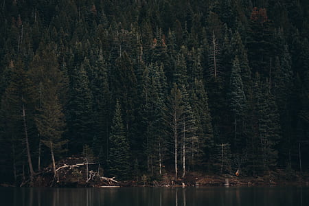 body of water near pine trees thumbnail