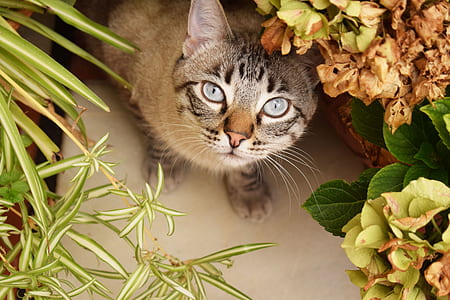 brown tabby cat surrounded by leafed plants thumbnail