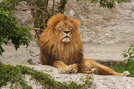 brown lion thumbnail