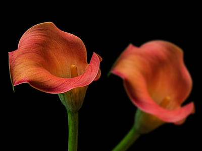 two orange calla lily flowers thumbnail
