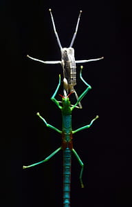 two beige and green stick insects thumbnail