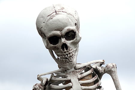 photography of human skeleton thumbnail